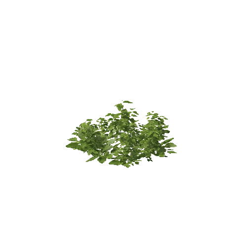 Plant 35_LOD_1